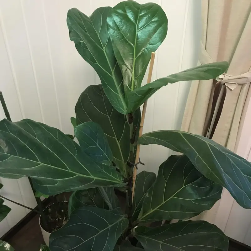 The same fiddle leaf fig with broad, glossy new leaves