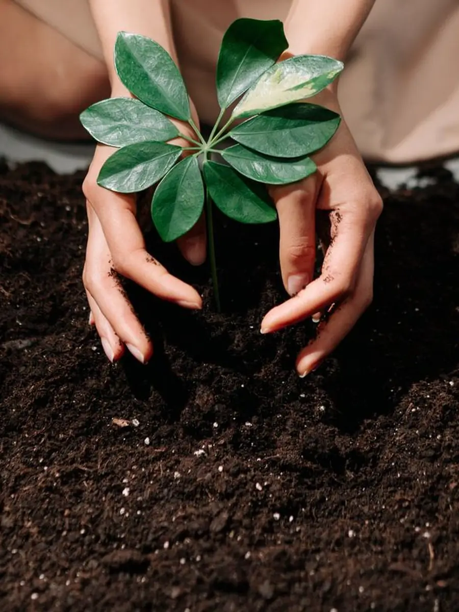 Two hands cradling a struggling pothos in a terracotta pot beside a sunlit window