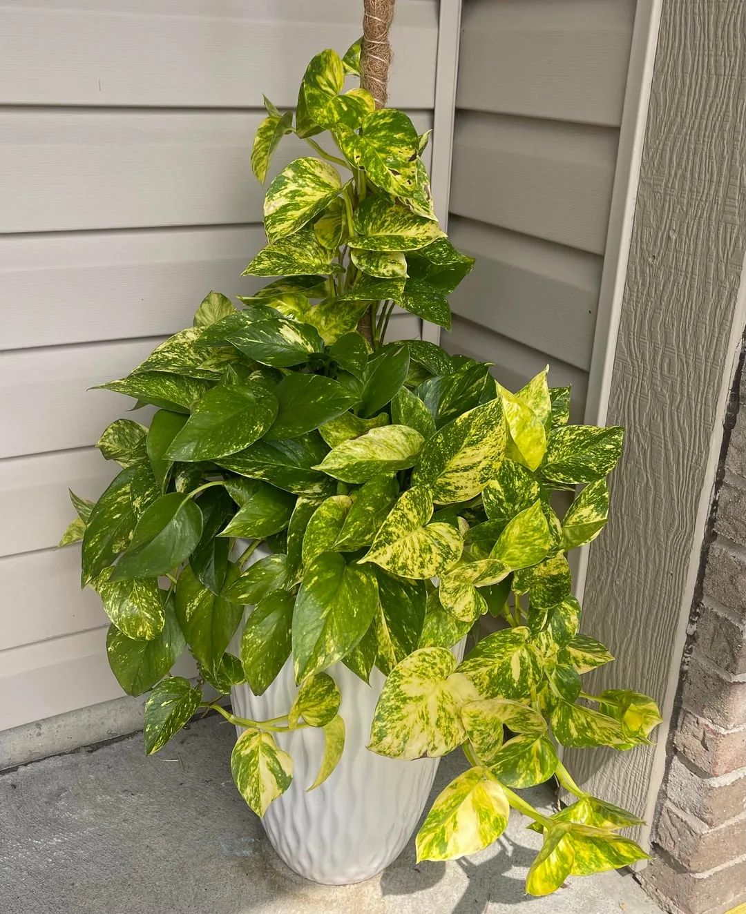 The same golden pothos two weeks later, noticeably fuller and trailing over the edge of the planter