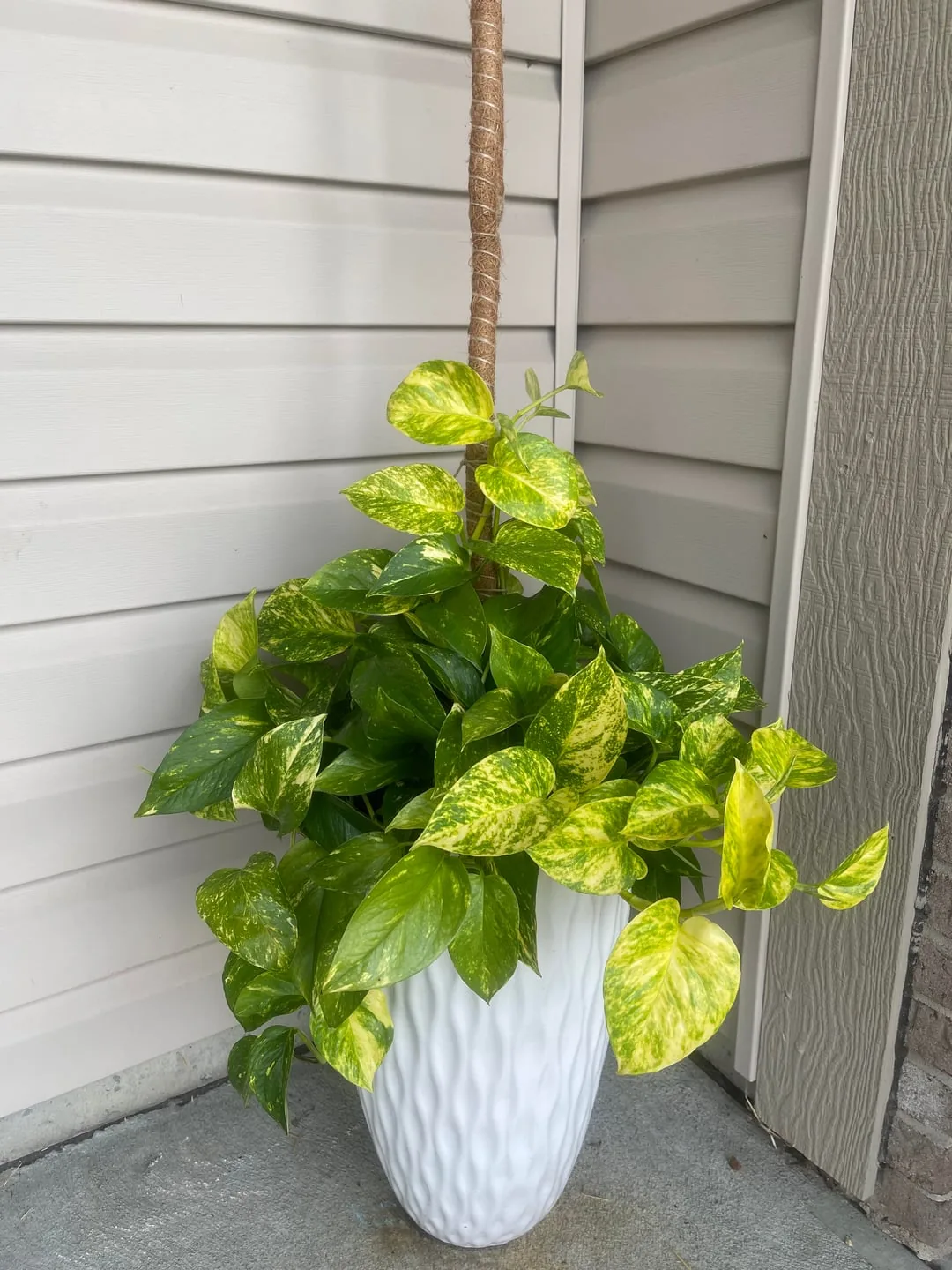 A healthy, well-variegated golden pothos climbing a pole in a white planter at the start of two weeks