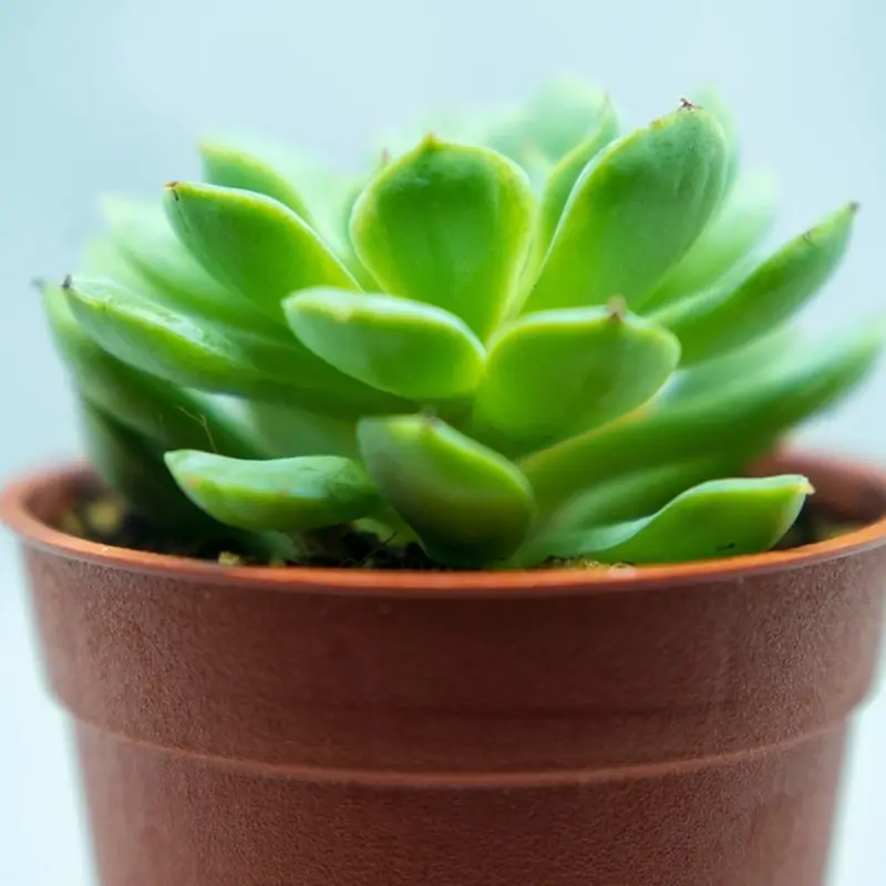 The same succulent, compact and coloured up after re-rooting
